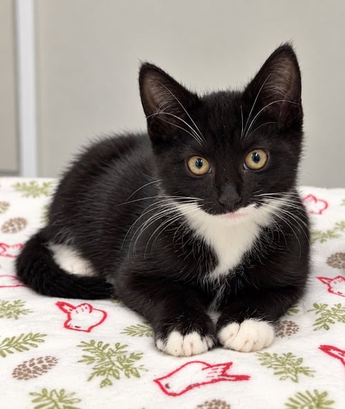 ARTIE - Domestic Short Hair available for adoption