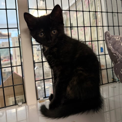 AMIE - Domestic Short Hair available for adoption