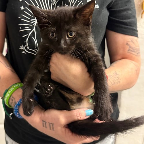 AMIE - Domestic Short Hair available for adoption