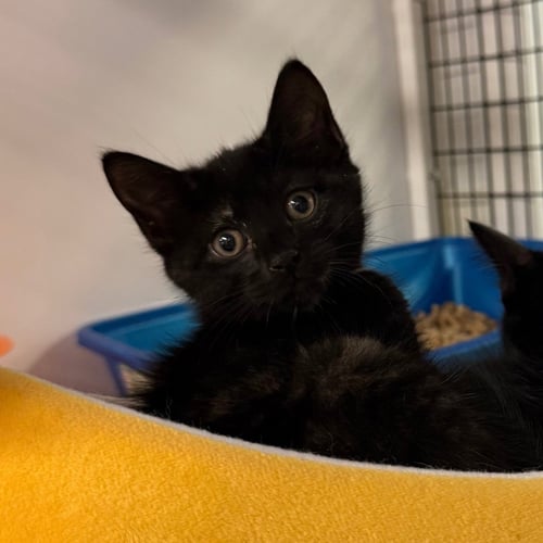 AMIE - Domestic Short Hair available for adoption
