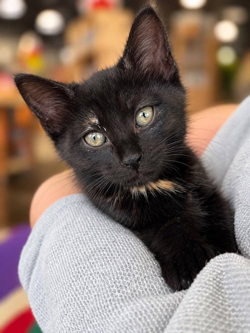 AMIE - Domestic Short Hair available for adoption