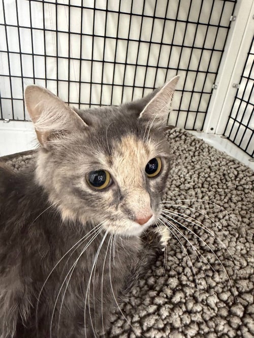 SANDY - Domestic Medium Hair for adoption in Trenton