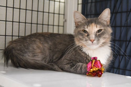 SANDY - Domestic Medium Hair available for adoption