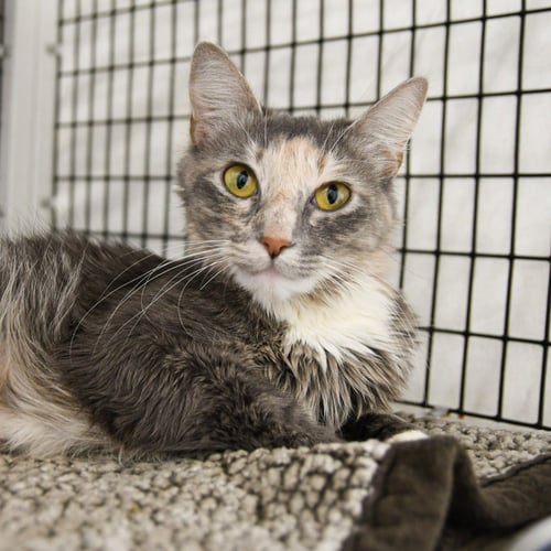 SANDY - Domestic Medium Hair available for adoption