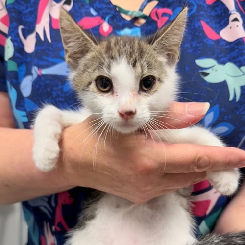 SAILOR - Domestic Short Hair available for adoption