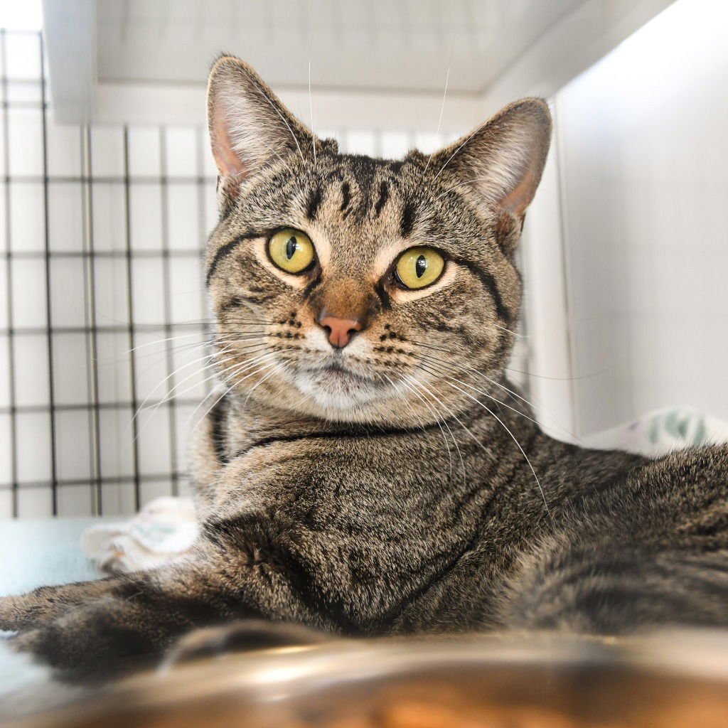 BESO - Domestic Short Hair available for adoption