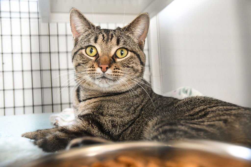 BESO - Domestic Short Hair available for adoption