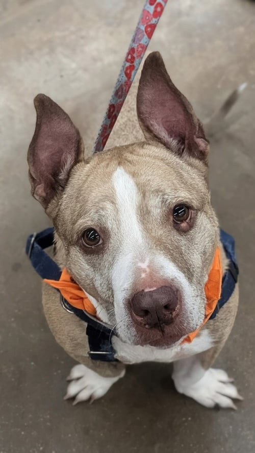 BEAR - American Staffordshire Terrier available for adoption