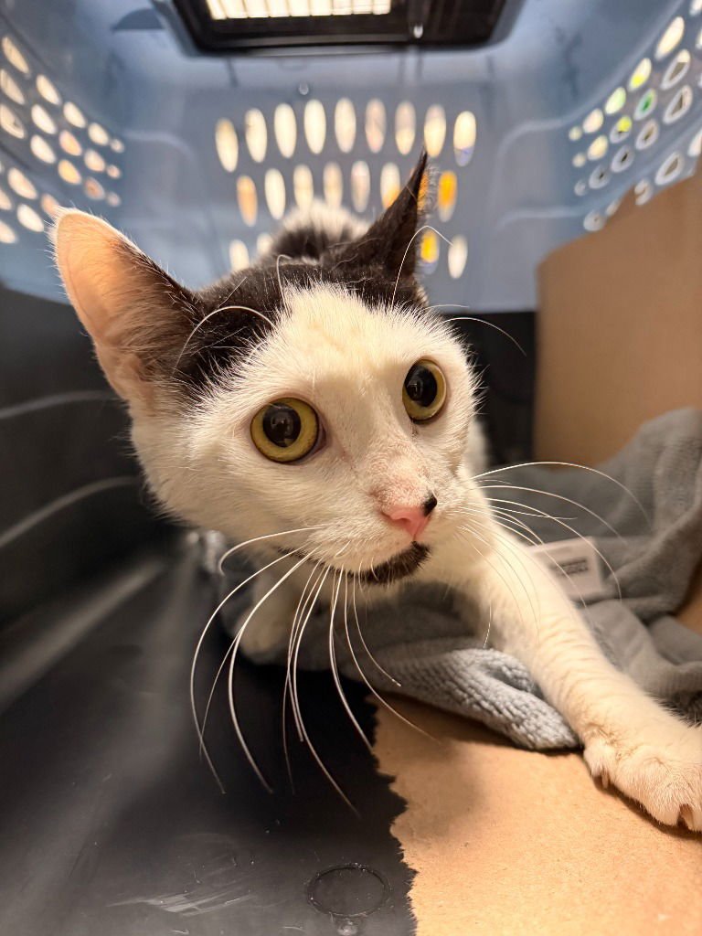 NANI - Domestic Short Hair for adoption in Trenton