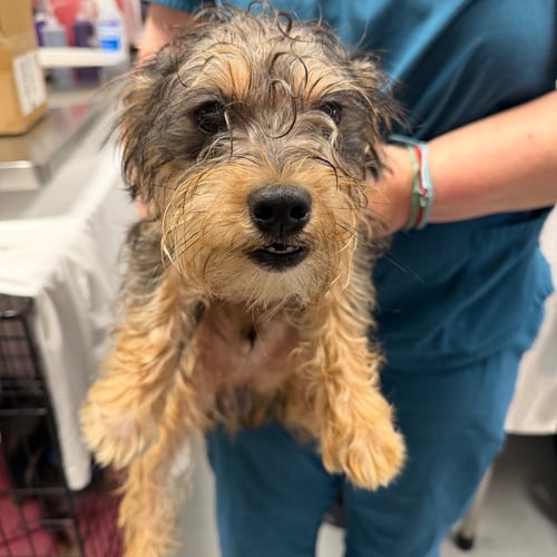 BISCUIT - Yorkshire Terrier Yorkie available for adoption