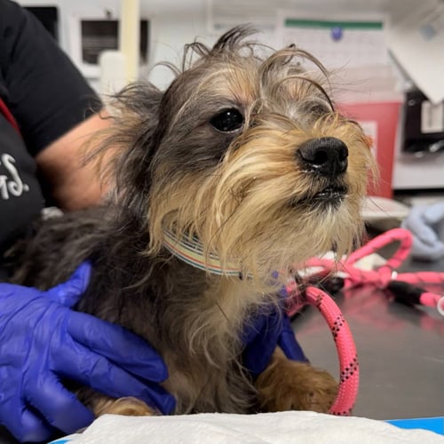 BISCUIT - Yorkshire Terrier Yorkie available for adoption