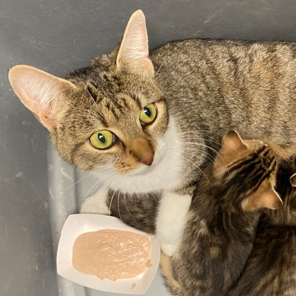 VICTORIA - Domestic Short Hair available for adoption