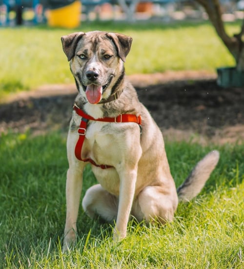 CARGO - Shepherd / Husky available for adoption