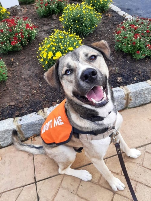 CARGO - Shepherd / Husky available for adoption