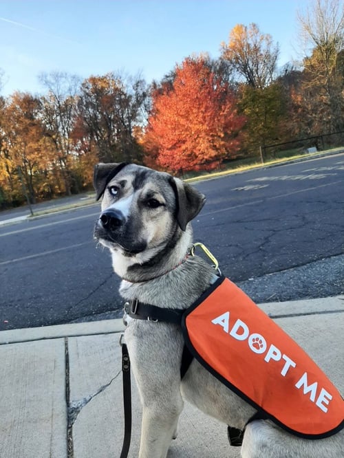 CARGO - Shepherd / Husky available for adoption