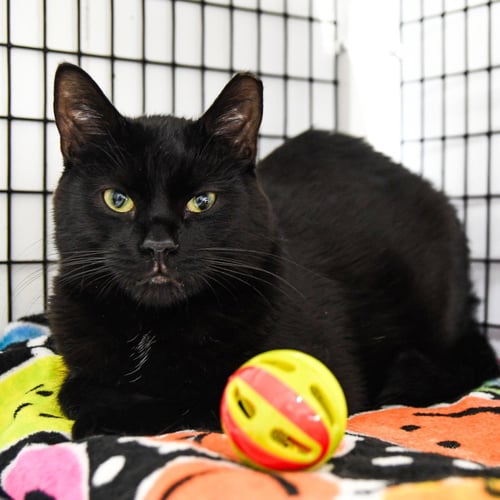 ALFALFA - Domestic Short Hair for adoption in Trenton