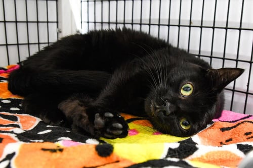 ALFALFA - Domestic Short Hair available for adoption