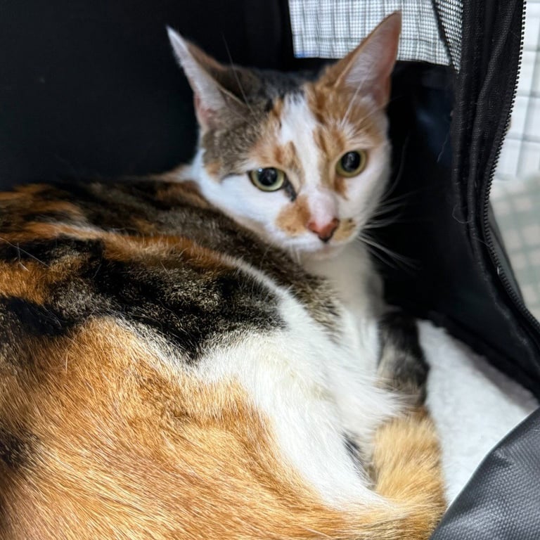 Mimi Image