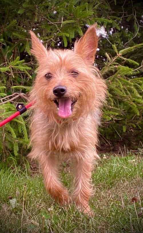 SNOOPY - Yorkshire Terrier Yorkie / Chihuahua available for adoption