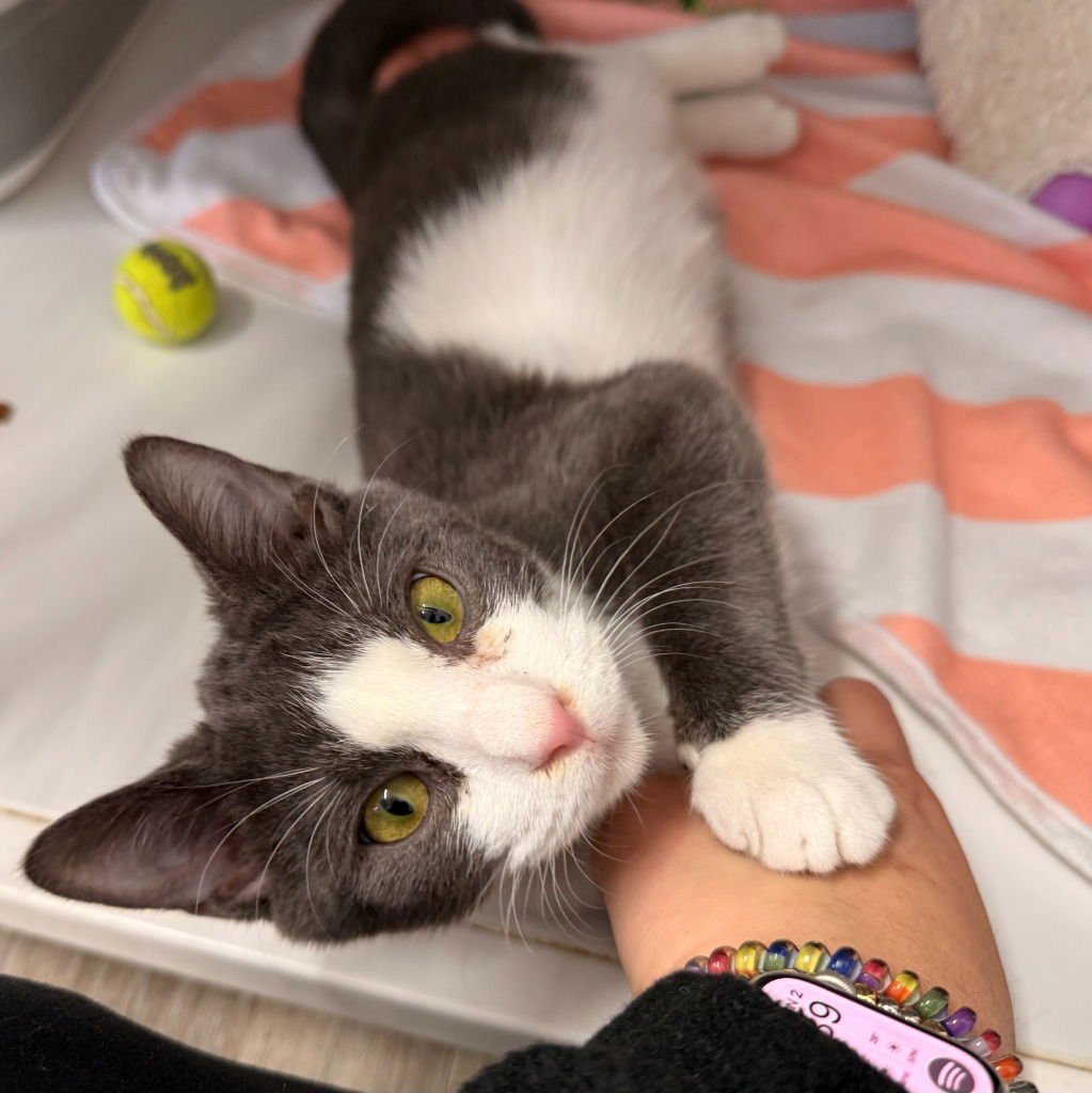 BLU - Domestic Short Hair available for adoption