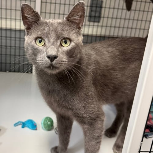 BUFORD - Domestic Short Hair available for adoption