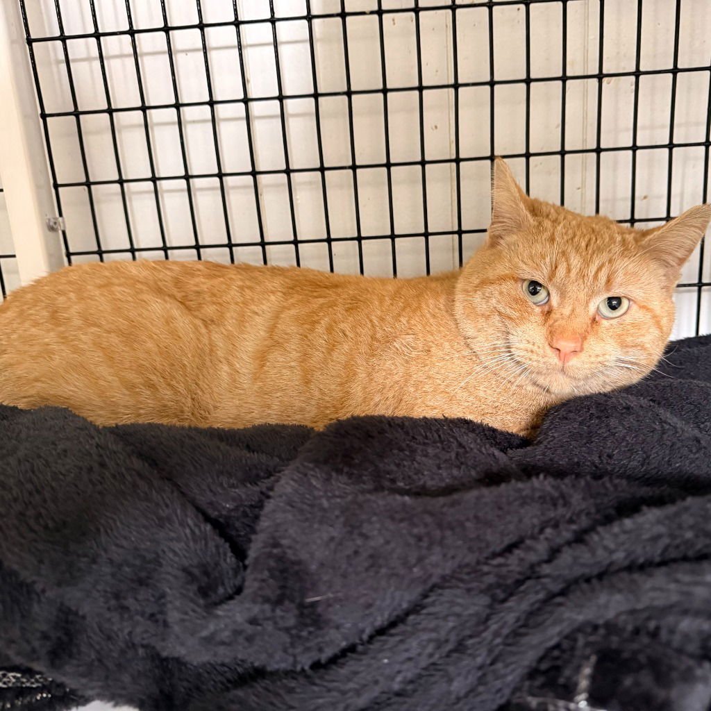 DUSTY - Domestic Short Hair available for adoption