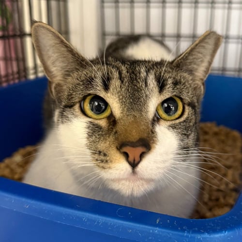 SLUSHY - Domestic Short Hair for adoption in Trenton