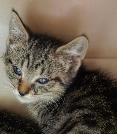 BOGART - Domestic Short Hair available for adoption