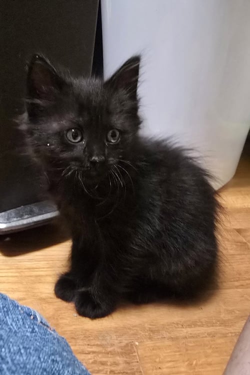 COPPERFIELD - Domestic Medium Hair available for adoption
