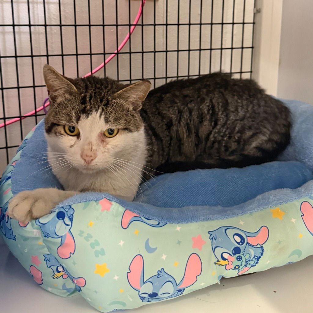 DORIAN - Domestic Short Hair available for adoption