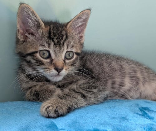 LAZULI - Domestic Short Hair available for adoption