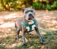 Nala - Photo 3