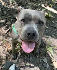 Nala - Photo 4