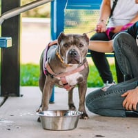 Nala - Photo 2