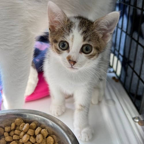 SKALA - Domestic Short Hair available for adoption