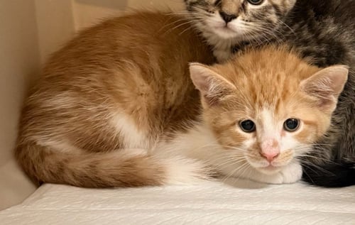 TATER - Domestic Short Hair available for adoption