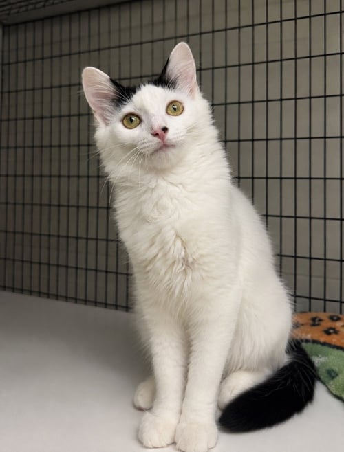 ALLEGRA - Domestic Medium Hair available for adoption