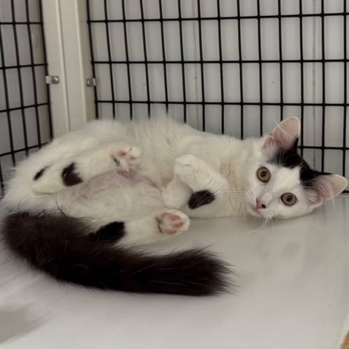 ALLEGRA - Domestic Medium Hair available for adoption