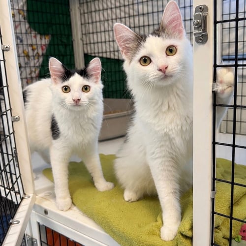 ALLEGRA - Domestic Medium Hair available for adoption
