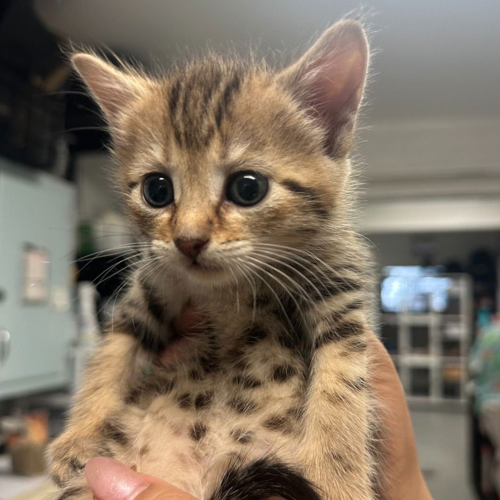 CHAI - Domestic Short Hair available for adoption