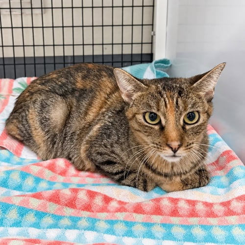 GLADYS - Domestic Short Hair available for adoption