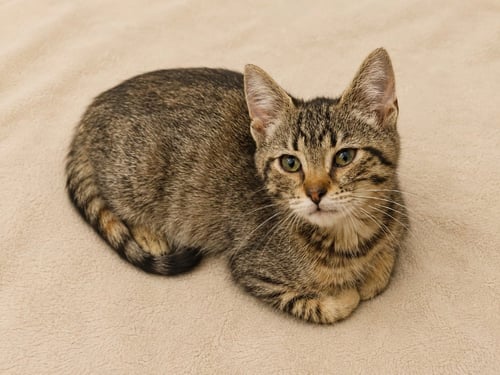 ZOEY - Domestic Short Hair available for adoption