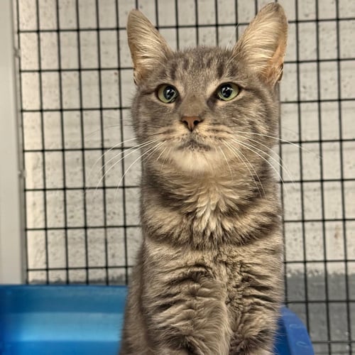DUSK - Domestic Short Hair available for adoption