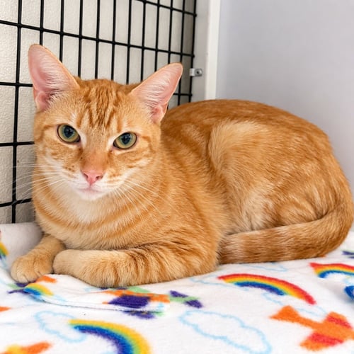 BRYCE - Domestic Short Hair available for adoption