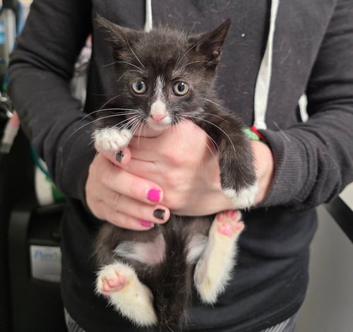 CHET - Domestic Short Hair available for adoption