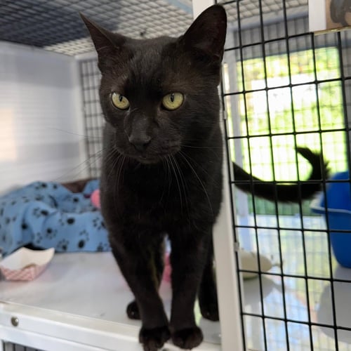 CHARLEY - Domestic Short Hair available for adoption