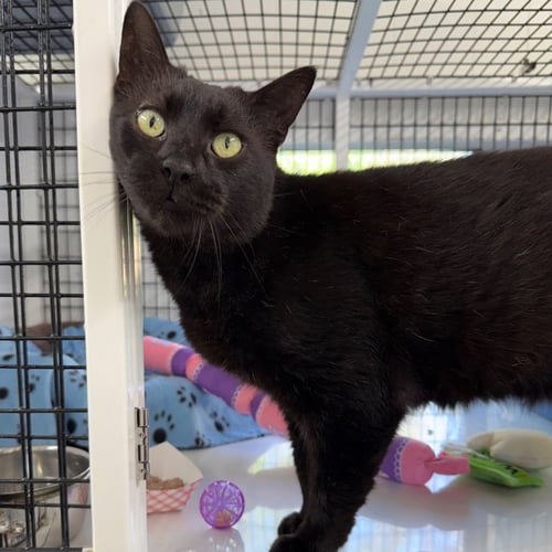 CHARLEY - Domestic Short Hair available for adoption