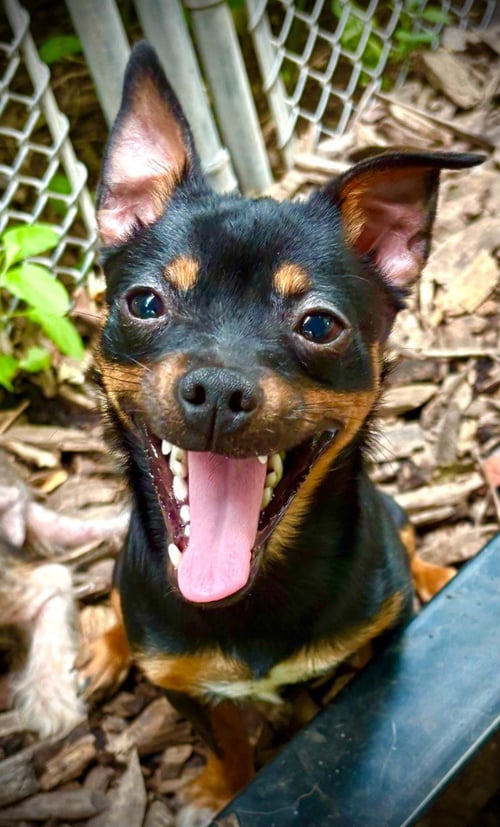 ESPRESSO - Miniature Pinscher / Chihuahua available for adoption