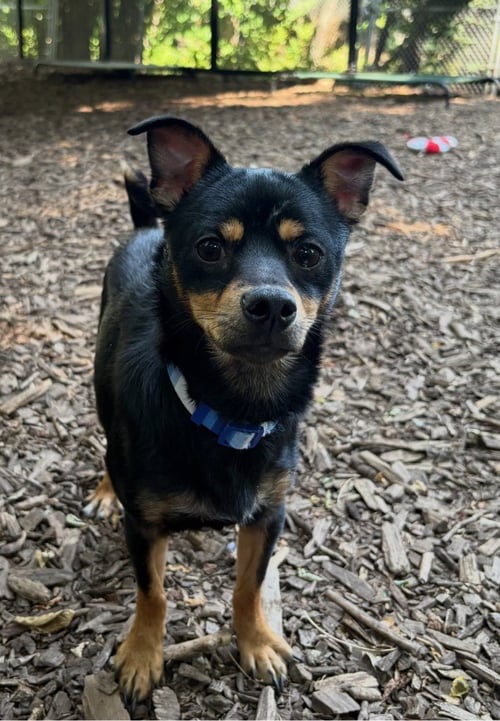 ESPRESSO - Miniature Pinscher / Chihuahua available for adoption