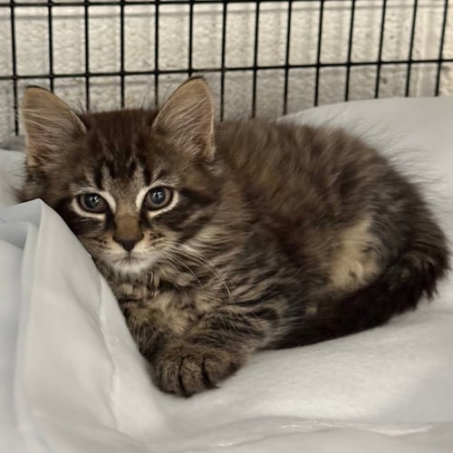 VIVIENNE - Domestic Medium Hair available for adoption